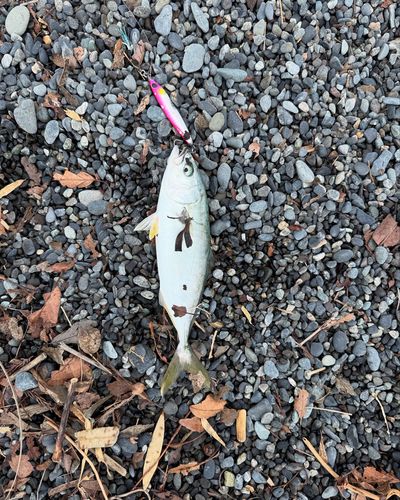 ワカシの釣果