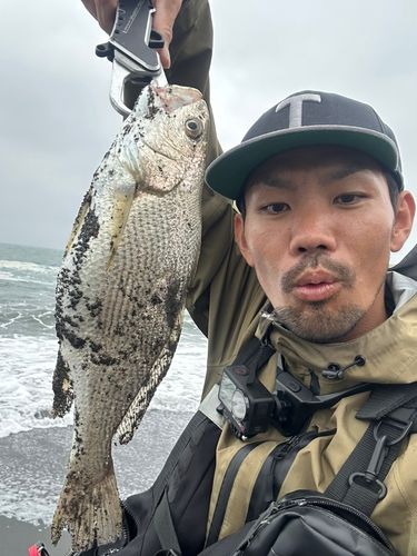 ニベの釣果