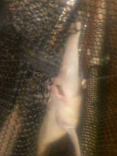 チョウザメの釣果