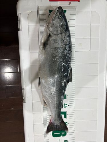 サクラマスの釣果