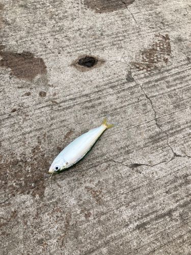 サッパの釣果