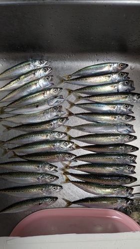 サバの釣果