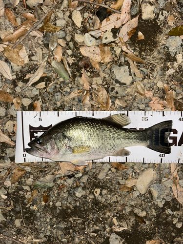 ブラックバスの釣果