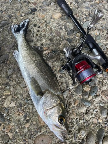 シーバスの釣果