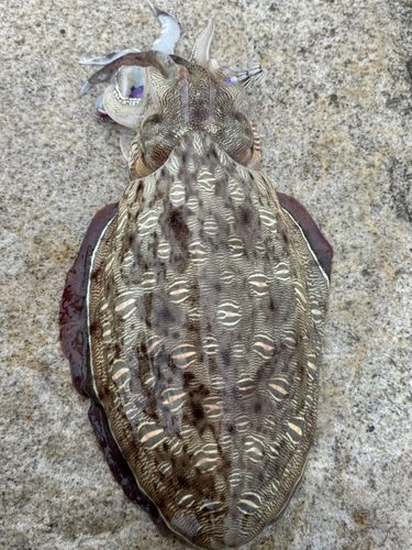 コウイカの釣果