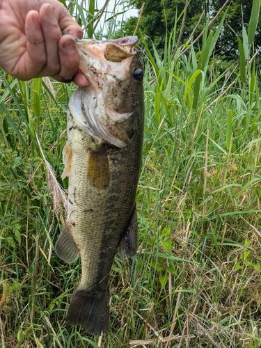 ラージマウスバスの釣果
