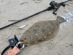 ヒラメの釣果