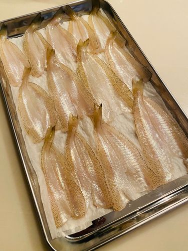 キスの釣果