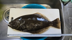 ヒラメの釣果