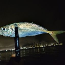 アジ
