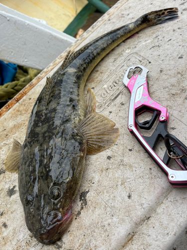 マゴチの釣果