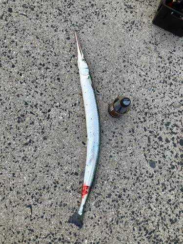 ダツの釣果