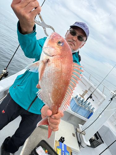 マダイの釣果