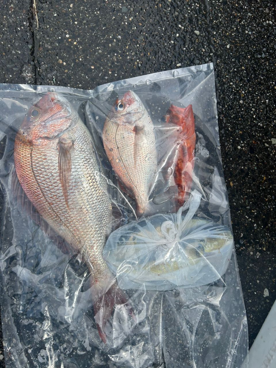 fuku monさんの釣果 2枚目の画像