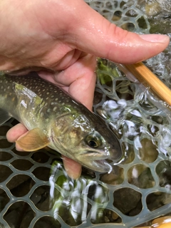イワナの釣果