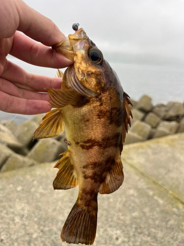 アカメバルの釣果