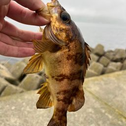 アカメバル