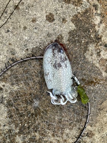 コウイカの釣果