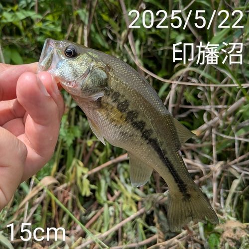 ブラックバスの釣果