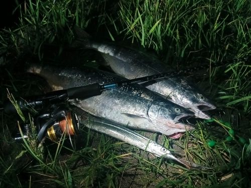 サクラマスの釣果