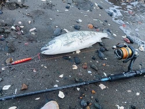 サクラマスの釣果