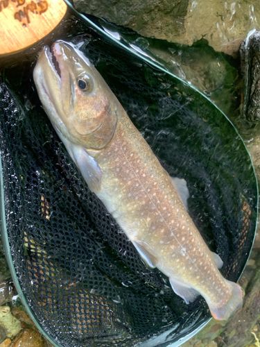 ニッコウイワナの釣果