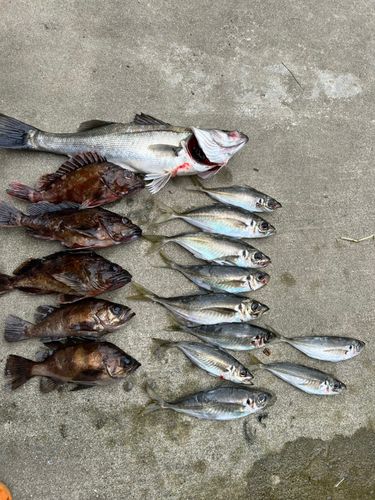 釣果