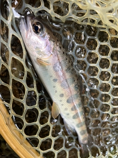 ヤマメの釣果