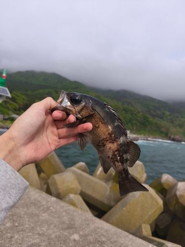 クロメバルの釣果