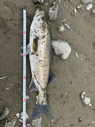 スズキの釣果