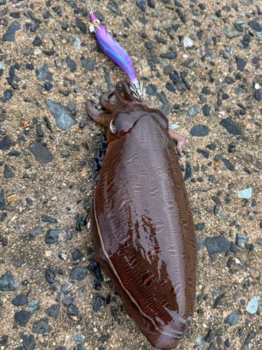 コウイカの釣果
