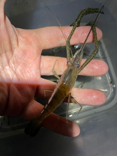 テナガエビの釣果