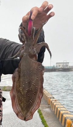 コウイカの釣果