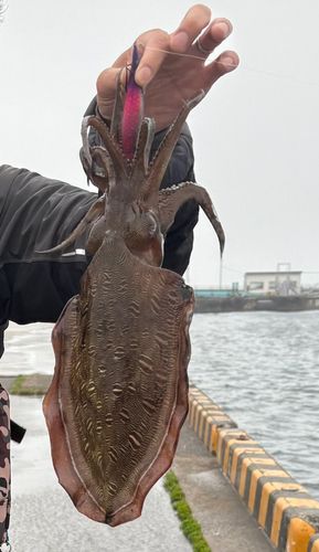 コウイカの釣果