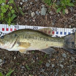 ラージマウスバス