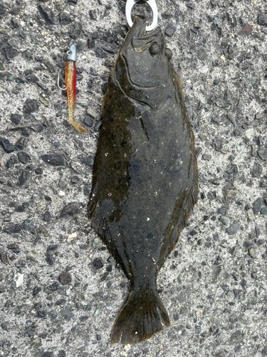 ヒラメの釣果