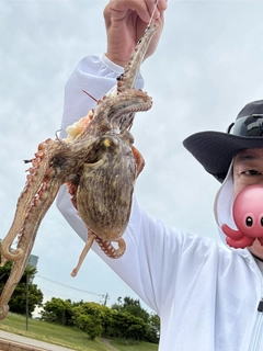 マダコの釣果