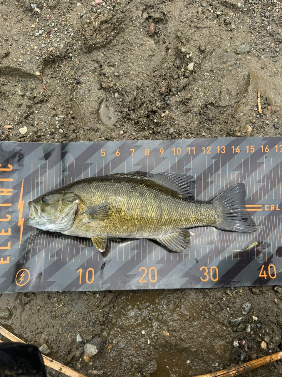 スモールマウスバス