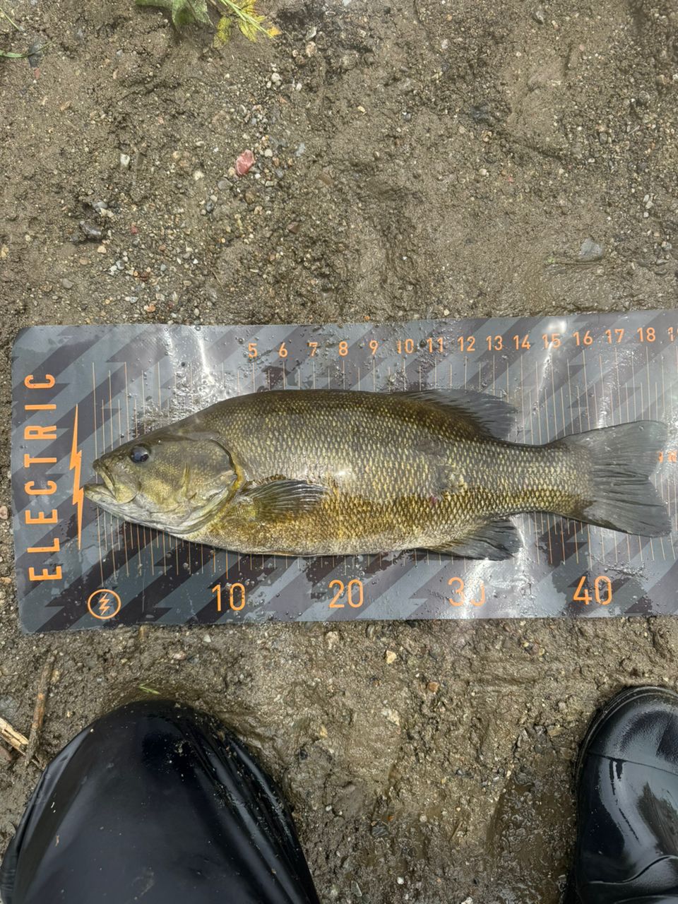 スモールマウスバス