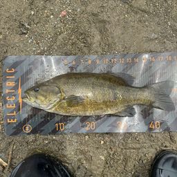 スモールマウスバス