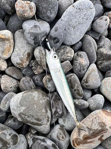 サバの釣果