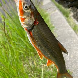 ウグイ