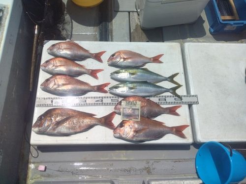 マダイの釣果