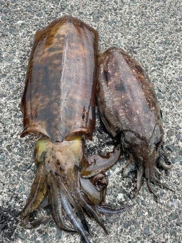 アオリイカの釣果