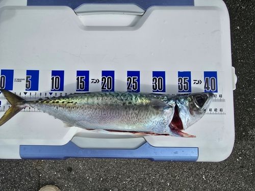 サバの釣果