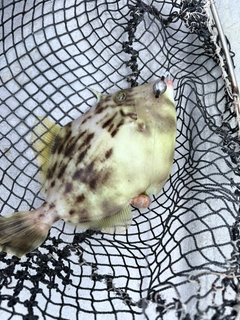 カワハギの釣果
