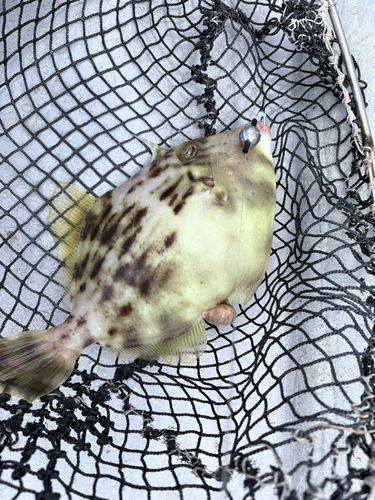 カワハギの釣果