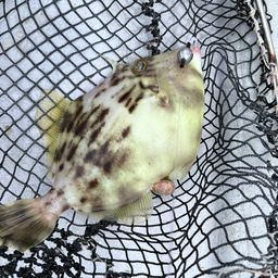 カワハギ