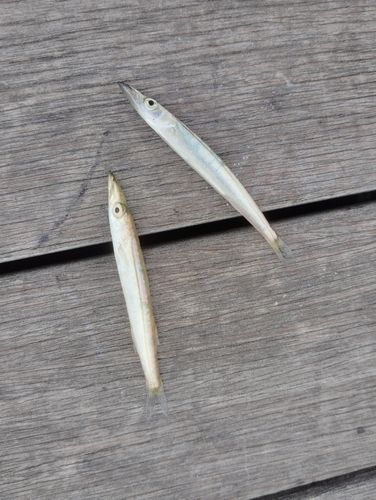 カマスの釣果