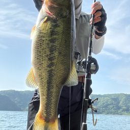 ブラックバス